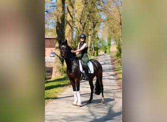 Hannoveraan, Ruin, 5 Jaar, 170 cm, Donkerbruin