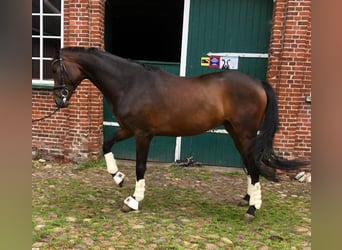 Hannoveraan, Ruin, 5 Jaar, 170 cm, Donkerbruin