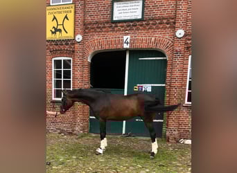 Hannoveraan, Ruin, 5 Jaar, 170 cm, Donkerbruin