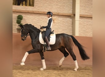 Hannoveraan, Ruin, 5 Jaar, 170 cm, Donkerbruin