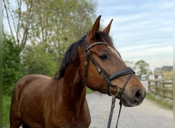 Hannoveraan, Ruin, 5 Jaar, 170 cm, Donkere-vos