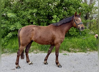 Hannoveraan, Ruin, 5 Jaar, 170 cm, Donkere-vos