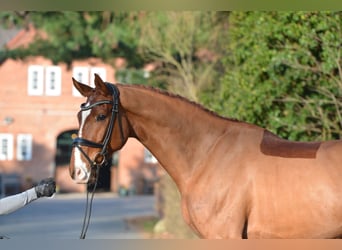 Hannoveraan, Ruin, 5 Jaar, 170 cm, Vos