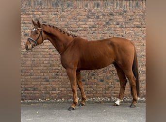 Hannoveraan, Ruin, 5 Jaar, 170 cm, Vos