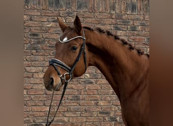 Hannoveraan, Ruin, 5 Jaar, 170 cm, Vos