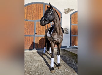 Hannoveraan, Ruin, 5 Jaar, 170 cm, Zwart