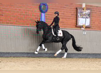 Hannoveraan, Ruin, 5 Jaar, 170 cm, Zwart