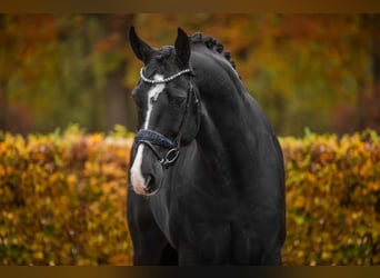 Hannoveraan, Ruin, 5 Jaar, 170 cm, Zwart