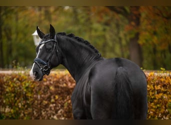 Hannoveraan, Ruin, 5 Jaar, 170 cm, Zwart