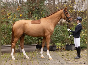 Hannoveraan, Ruin, 5 Jaar, 171 cm, Vos