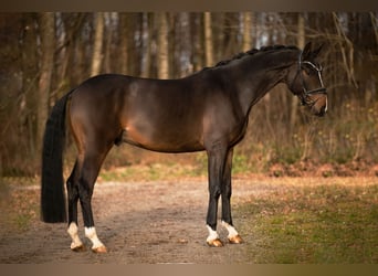 Hannoveraan, Ruin, 5 Jaar, 171 cm, Zwartbruin