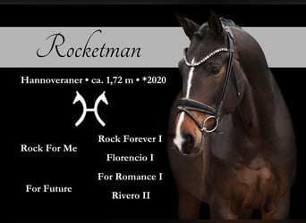 Hannoveraan, Ruin, 5 Jaar, 171 cm, Zwartbruin