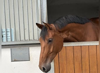 Hannoveraan, Ruin, 5 Jaar, 172 cm, Bruin