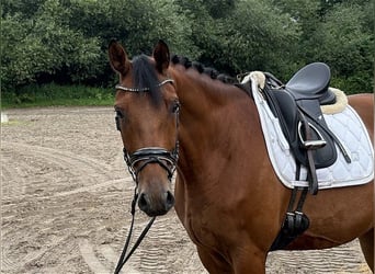 Hannoveraan, Ruin, 5 Jaar, 172 cm, Bruin