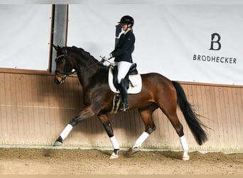 Hannoveraan, Ruin, 5 Jaar, 172 cm, Bruin