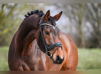 Hannoveraan, Ruin, 5 Jaar, 172 cm, Bruin