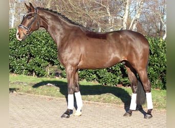 Hannoveraan, Ruin, 5 Jaar, 172 cm, Bruin