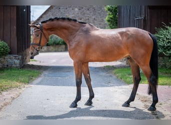Hannoveraan, Ruin, 5 Jaar, 172 cm, Bruin