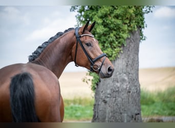 Hannoveraan, Ruin, 5 Jaar, 172 cm, Bruin