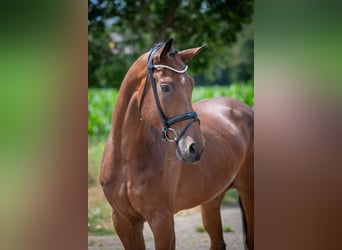Hannoveraan, Ruin, 5 Jaar, 172 cm, Bruin