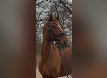 Hannoveraan, Ruin, 5 Jaar, 172 cm, Vos