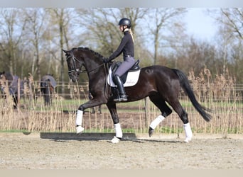 Hannoveraan, Ruin, 5 Jaar, 172 cm, Zwart