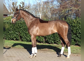 Hannoveraan, Ruin, 5 Jaar, 173 cm, Bruin