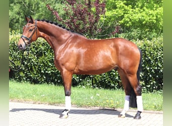 Hannoveraan, Ruin, 5 Jaar, 173 cm, Bruin