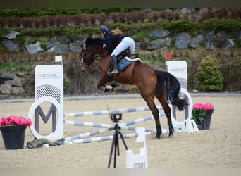 Hannoveraan, Ruin, 5 Jaar, 173 cm, Bruin