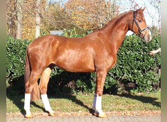 Hannoveraan, Ruin, 5 Jaar, 173 cm, Vos