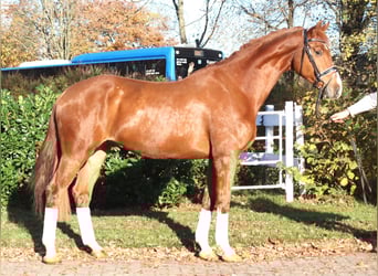 Hannoveraan, Ruin, 5 Jaar, 173 cm, Vos