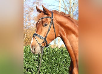 Hannoveraan, Ruin, 5 Jaar, 173 cm, Vos