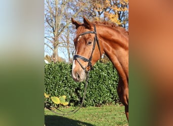 Hannoveraan, Ruin, 5 Jaar, 173 cm, Vos