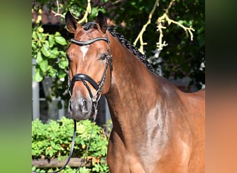 Hannoveraan, Ruin, 5 Jaar, 174 cm, Bruin