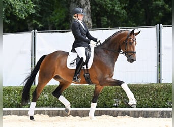 Hannoveraan, Ruin, 5 Jaar, 174 cm, Bruin