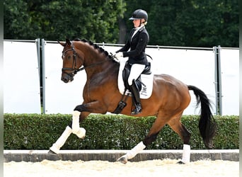 Hannoveraan, Ruin, 5 Jaar, 174 cm, Bruin