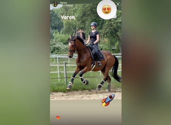 Hannoveraan, Ruin, 5 Jaar, 174 cm, Bruin