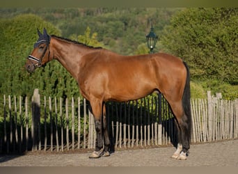 Hannoveraan, Ruin, 5 Jaar, 174 cm, Bruin