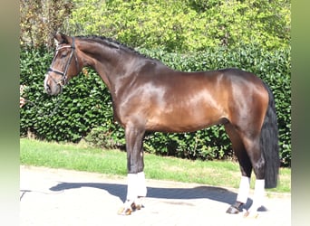 Hannoveraan, Ruin, 5 Jaar, 174 cm, Bruin