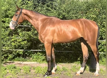 Hannoveraan, Ruin, 5 Jaar, 174 cm, Bruin