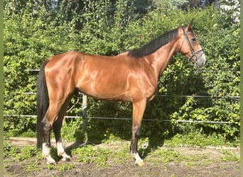 Hannoveraan, Ruin, 5 Jaar, 174 cm, Bruin