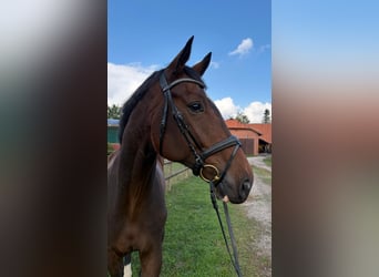 Hannoveraan, Ruin, 5 Jaar, 174 cm, Donkerbruin