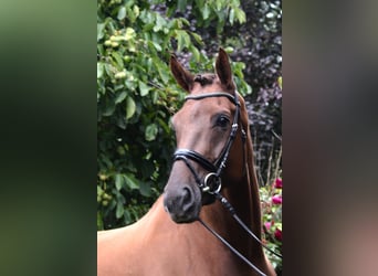 Hannoveraan, Ruin, 5 Jaar, 174 cm, Donkere-vos
