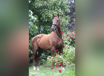 Hannoveraan, Ruin, 5 Jaar, 174 cm, Donkere-vos