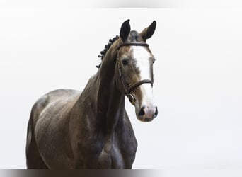 Hannoveraan, Ruin, 5 Jaar, 174 cm