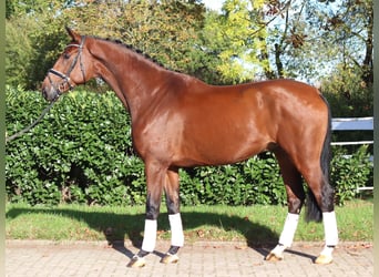 Hannoveraan, Ruin, 5 Jaar, 175 cm, Bruin