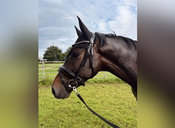 Hannoveraan, Ruin, 5 Jaar, 175 cm, Donkerbruin