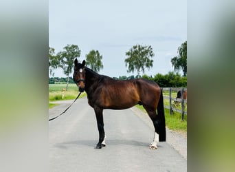 Hannoveraan, Ruin, 5 Jaar, 175 cm, Donkerbruin