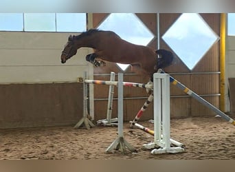 Hannoveraan, Ruin, 5 Jaar, 175 cm, Donkerbruin