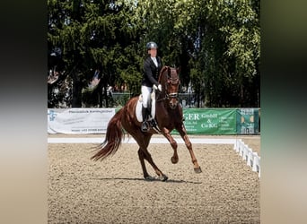 Hannoveraan, Ruin, 5 Jaar, 175 cm, Donkere-vos
